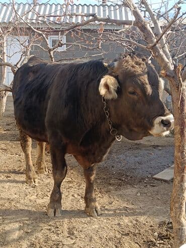кролик французский баран: Продаю | Бык (самец) | Швицкая | Для разведения, Для молока | Осеменитель, Искусственник — 9