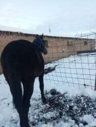 дом животных: Продаю | Жеребенок | Полукровка | На забой, Для разведения | Племенные — 4