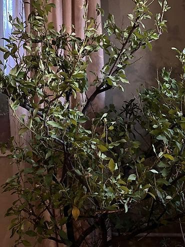 книжная полка бишкек: Дерево Лимон2 м — 5