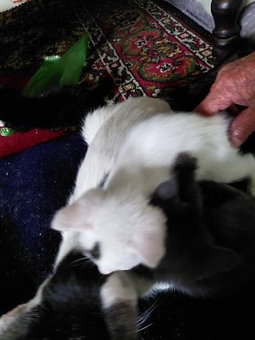 серая сибирская кошка: Кошка даром: Беспородная, 2 месяца, Мальчик, Приучена к лотку — 5