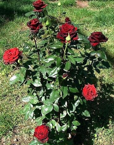 цветов: Саженцы — 1