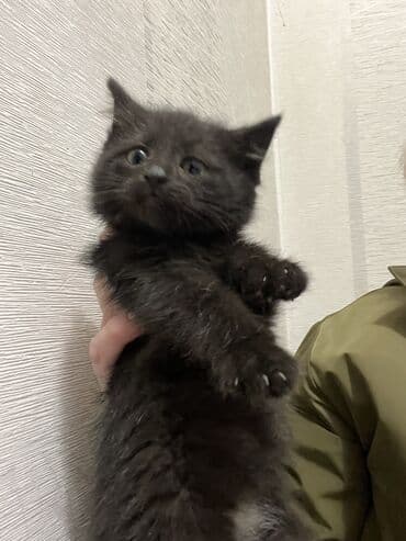 купить черную немецкую овчарку: Котята,родились 16 сентября. 3мальчика 1девочка, шоколадные. Отдам в — 3