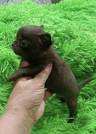 сельскохозяйственные животные продажа: Чихуахуа, 2 месяца, Самец, С прививкой, С родословной — 2