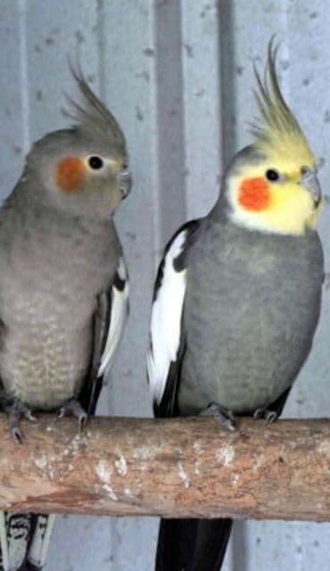 купить птенца волнистого попугая: Попугаи кареллы хорошо учатся говорить и приручаются к рукам. Есть — 9