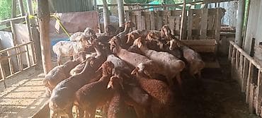 голуби киргизии: Продаю | Овца (самка), Ягненок | Гиссарская, Полукровка | На забой, Для разведения | Матка, Ярка, Ягнившаяся — 5