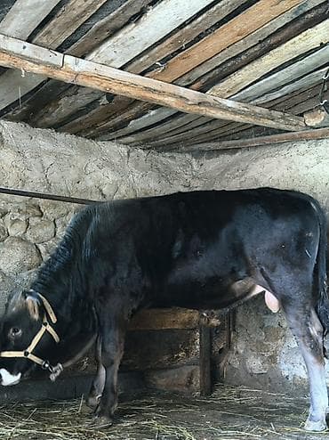 кошка жалал абад: Сатам | Бука (эркек) | Байланган — 1