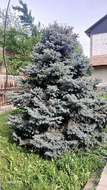 цветочный горошок: Ель голубая (Picea pungens ‘Glauca’) — взрослое декоративное дерево — 2