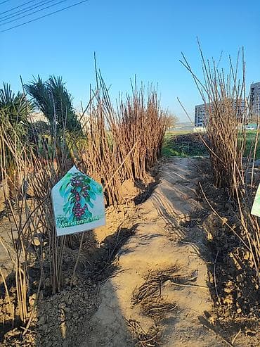 яблоки куплю: Ассалому алейкум! жамаат срочно распродажа🔥🔥🔥 сезонго 20 Кун — 6