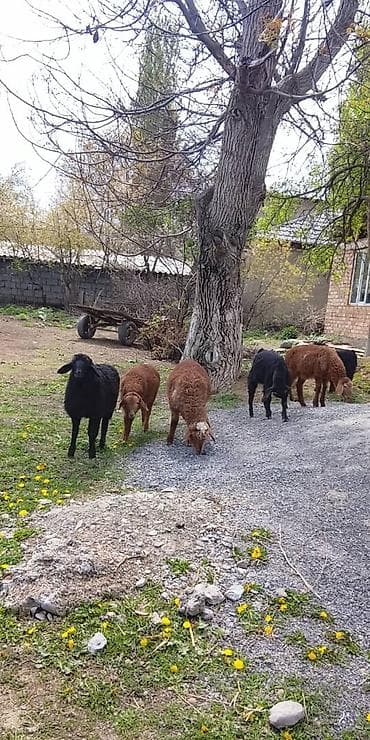 собаки в бишкеке бесплатно: Продаю | Ягненок | Для разведения | Ярка — 2