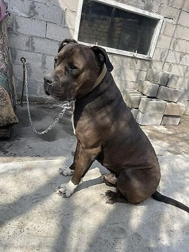 собаки ош: Кубинец албанец 2 года ТОЛЬКО ВЯЗКА!! - Окрас — 3