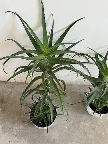 алоэ: Алоэ (суккулент) в горшке - Вид: алоэ с длинными мечевидными листьями — 3