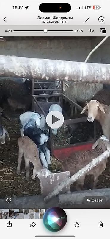 german shepherd: Продаю | Овца (самка) | Для разведения | Матка — 1