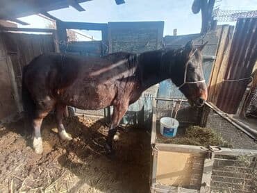 купить французского бульдога: Продаю | Кобыла (самка) | Рабочий — 5