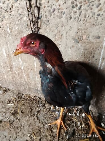 д к: Продаю петуха бойцевой Дакан молодой — 5