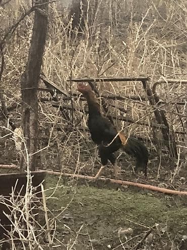 коза самец: Продаю | Петух | Бойцовая, Дакан | Для разведения — 1