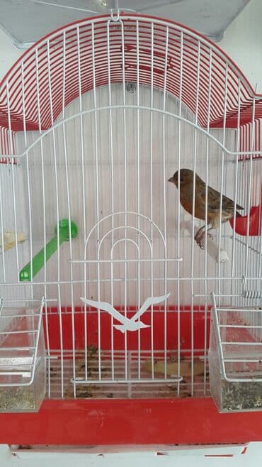 зеленый волнистый попугай: Канарейки очень неприхотливы, живут и поют по 15 лет, способны — 2