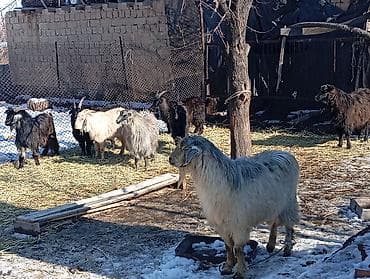 кой дорпер: Продаю | Коза (самка), Козёл (самец), Козлёнок | На забой, Для разведения | Племенные, Осеменитель — 1