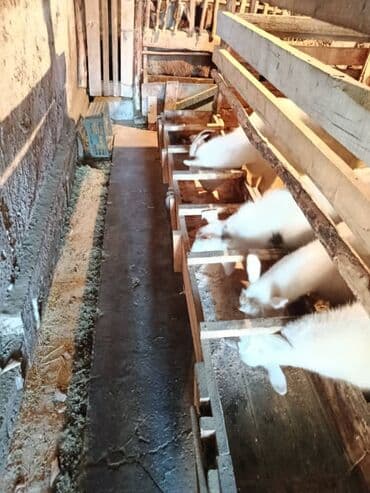 породистые: Продаю | Коза (самка) | Для разведения — 3