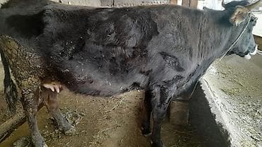 осел бричка: Продаю | Кобыла (самка) | Рабочий — 3