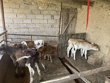Продаю | Корова (самка), Бык (самец), Тёлка