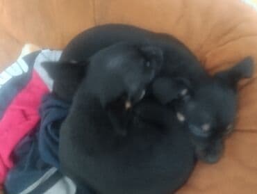 Той-терьер, 2 месяца, Самец at lalafo.kg Той-терьер, 2 месяца, Самец