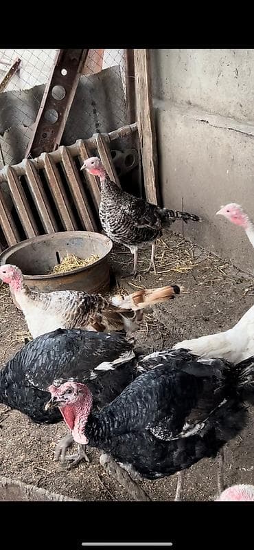 А/ч жаныбарлары үчүн тоюттар: Продаю индюшка 4штук — 1