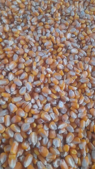 Башка жаныбарлар: Кукуруза Жугору Мака ОПТОМ РОЗНИЦА ДРУГАЯ ЦЕНА Сухой Кургак — 2