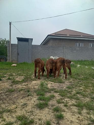 кролики крол кролиха кролик: Продаю | Ягненок | Арашан | На забой — 1