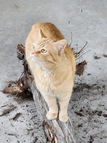 кошка домашняя: Отдадим в заботливые руки красивого,ласкового, молодого рыжего кота в — 2