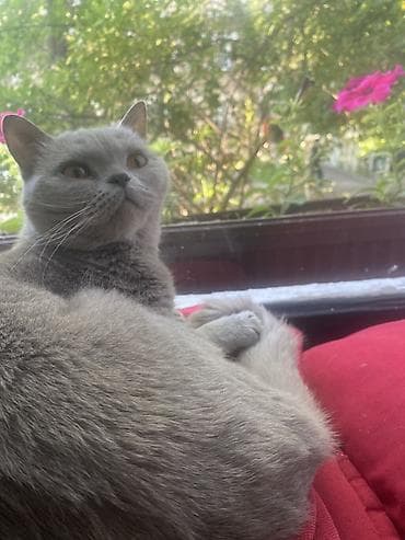 Кошки: Британская короткошёрстная кошка, окрас голубой (blue). - Плотная — 2