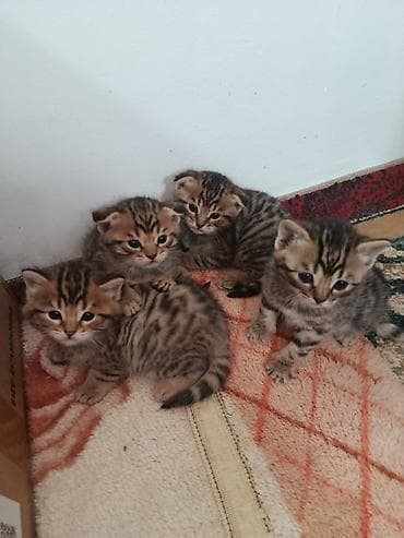 животные кошки: Скотиш Страйт (Шотландская прямоухая), 1 месяц, Мальчик — 2