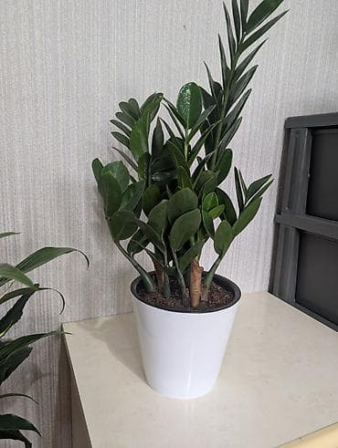 4 pot: Замиокулькас (долларовое дерево) в декоративных кашпо. - Пышные — 1