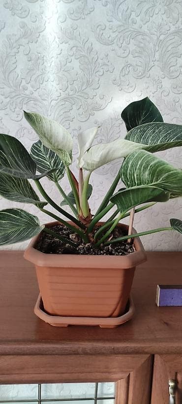 комнатные растения даром: Продаются цветы для дома и офиса. Не требуют особого ухода. цена — 8