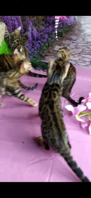 новорожденные котята: Бенгальские котята Проф.Питомник Бен Гла Мур предлагает.чудесных — 23