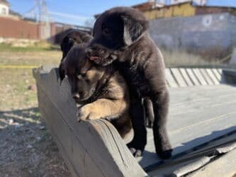 возьму щенка в добрые руки бесплатно: Собака даром: 2 месяца, Самка — 2
