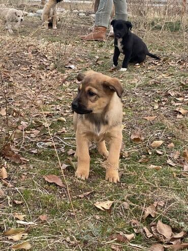 Вязка собак: Собака даром: Дворняжка, 2 месяца, Самка — 5