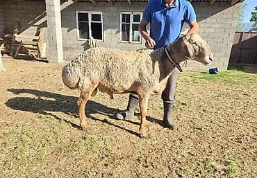 кок тай: Продаю | Овца (самка) | Арашан | Для разведения | Племенные, Осеменитель — 3