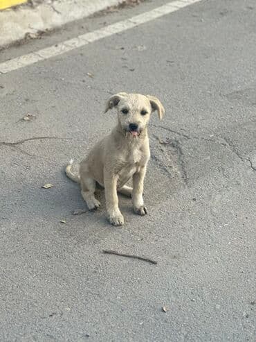 продажа домашних животных: 4 месяца, Самка — 2