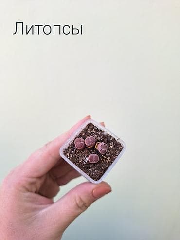 современные теплицы цена: Комнатные растения по 100 сомов (детки/укоренённые черенки) — 3