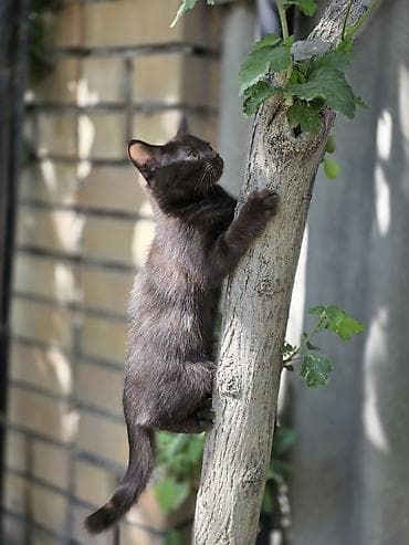 Животные: 🐾 Британские котята готовы к переезду! 🏡 Предлагаются очаровательные — 3