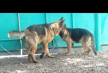 Аквариумдар: Немис овчаркасы, 1 айлык, Эркек — 9