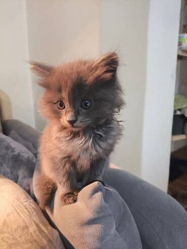 египетская кошка 2021 оригинал: Кошка даром: Беспородная, 1 месяц, Девочка — 1