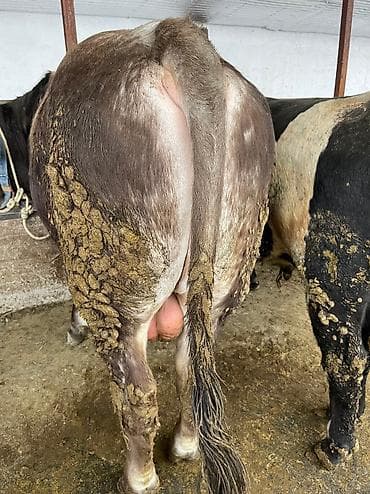 Мышыктар: Сатам | Бука (эркек) | Швиц | Бордоп семиртүү үчүн — 2