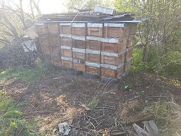 купить пасеку: Деревянный Ящик — 1