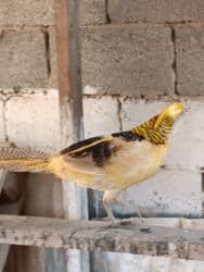 корм витакрафт для волнистых попугаев: Продаю Лимонного самца цена 4000 — 7