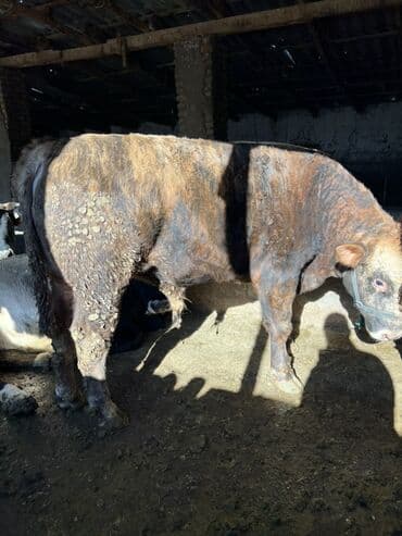сколько стоит корова: Продаю | Бык (самец) | На откорм — 2
