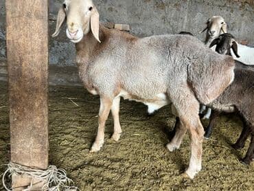 Грызуны: Продаю | Баран (самец) — 3