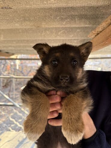 собака девочка: Немис овчаркасы, 2 айлык, Эркек, Эмделген — 4