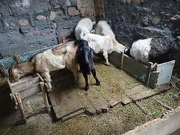 Аквариумдар: Сатам | Эчки (ургаачы) | Аргын | Көбөйтүү үчүн — 2