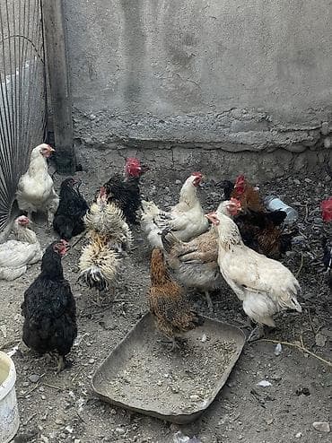 куры живые: Продаю | Куры, Петух — 2